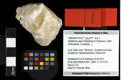 Foto (Objekt + Etiketten) von Distefania calva (Schweitzer & Feldmann, 2009)